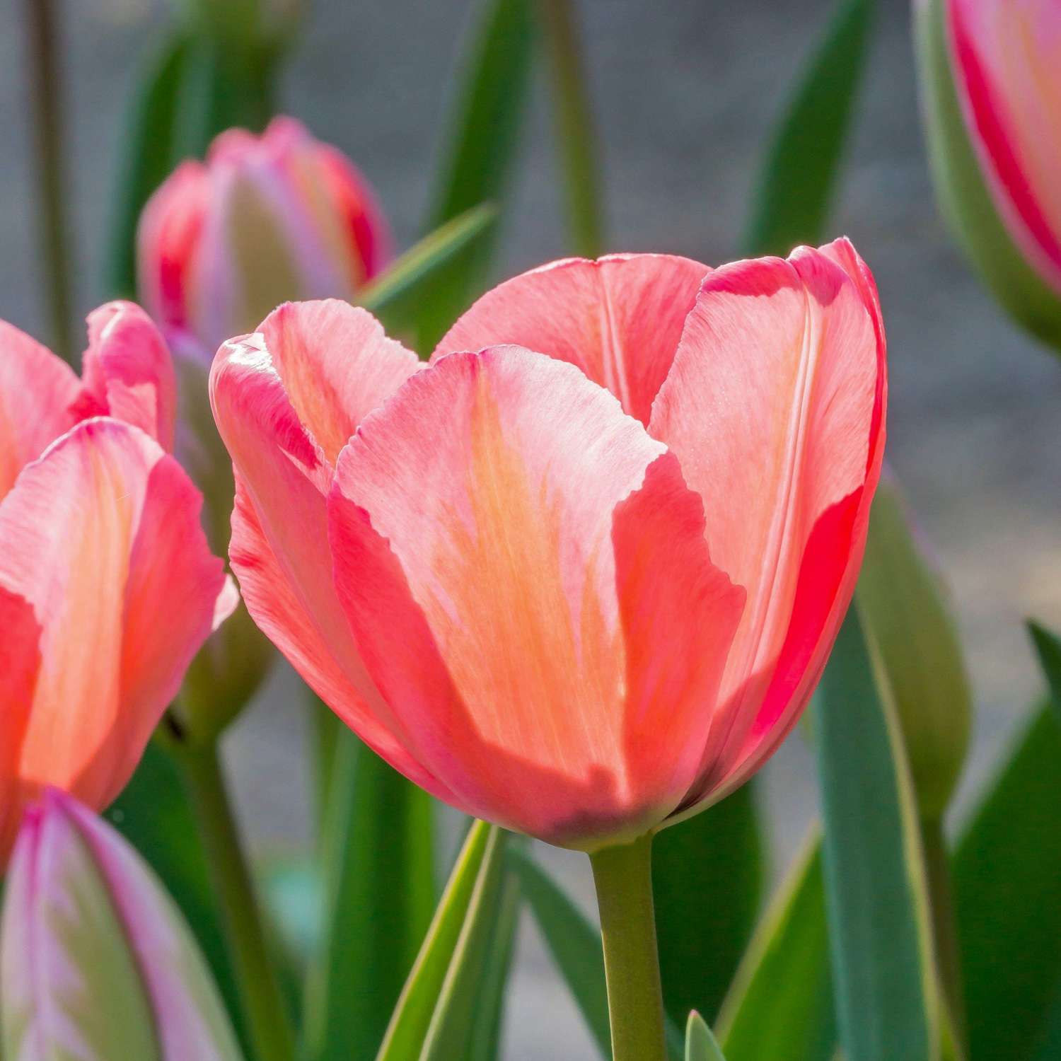 Tulppaani 'Design Impression'